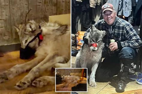 Wyoming Wolf Captured And Tortured By Hunter Seen In Disturbing New