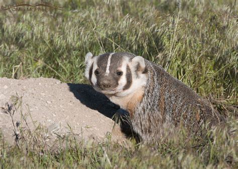 American Badger And Long Tailed Weasels Mia McPherson S On The Wing