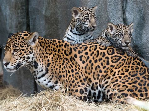 theyre twins adorable baby jaguars  debut  houston zoo