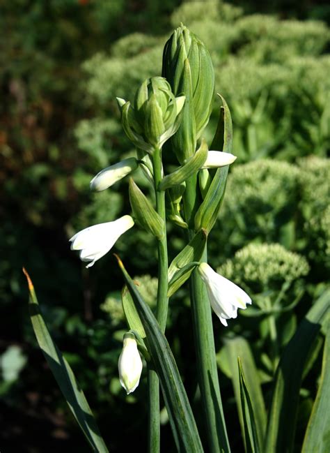Galtonia viridiflora - Изображение особи - Плантариум