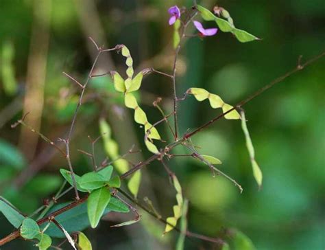 Tick Trefoil Panicled Mammoth Cave Area Flora