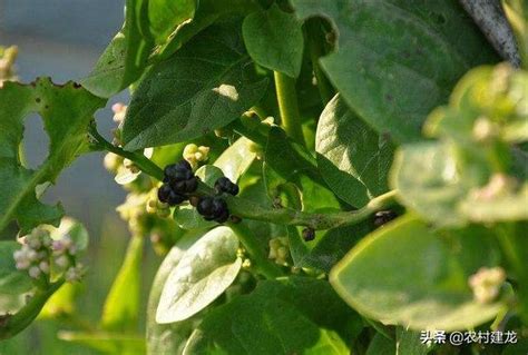 農村有種野菜，以前不知道怎麼吃，如今卻成為美食，農民爭相種植 每日頭條