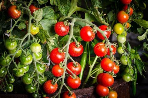 Cómo cultivar tomates Lycopersicon esculentum Mill