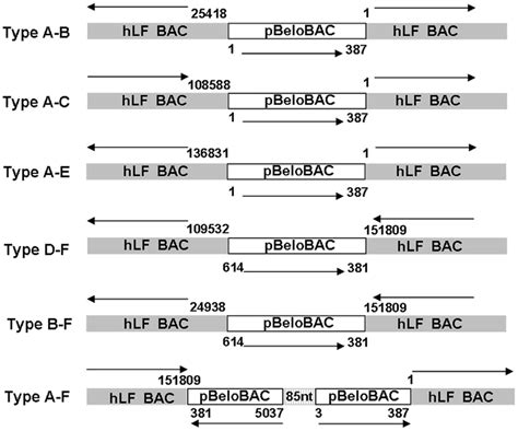 Schematic Representation Of The Bac Rearrangements In Transgenes The