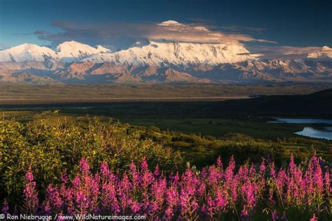 Summer Landscape Photo Alaska Photos Denali National Park National