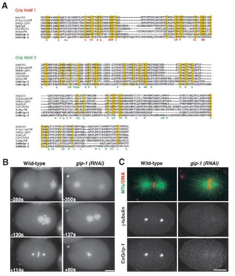 Figure From The Kinetically Dominant Assembly Pathway For Centrosomal