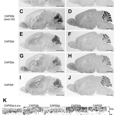 Expression Of Caps Splicing Variants Mrna In P And P Mouse Brains