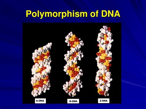 Ppt Biopolymer － Dna Powerpoint Presentation Free Download Id956184