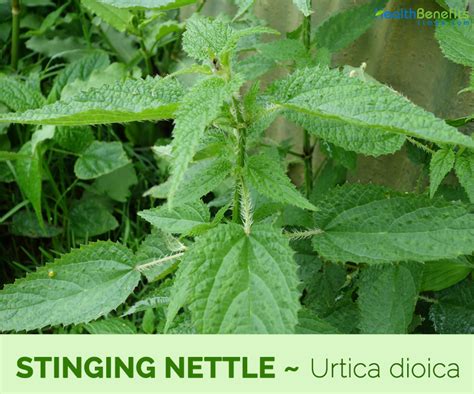 Stinging Nettle facts and health benefits