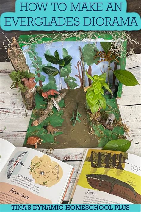 How to Make An Everglades Diorama: Explore the Wild Wetlands ...