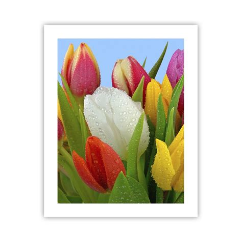 Obraz Plakat Kwiatowa T Cza W Kroplach Rosy X Cm Tulipany