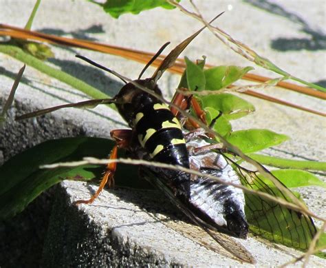 Tim's Backyard: Cicada Killer Wasp