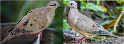 20 COMMON Birds Found in Guyana! (2024) - Bird Watching HQ