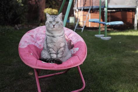human chair 1