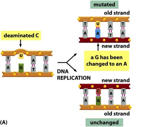 DNA Repair Flashcards | Quizlet 