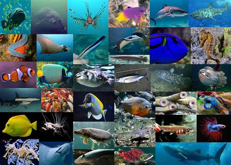 Grupo De Peixes - Classificação e características dos principais grupos de peces