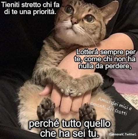 Pin Di Daniela Mariani Su Bei Gatti Nel 2024 Gattini Gatti E Gattini