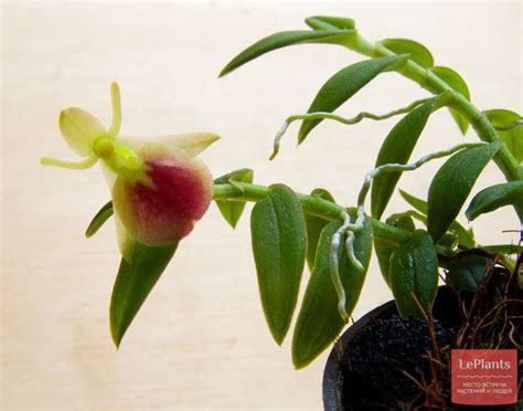 Эпидендрум (Epidendrum) — описание, выращивание, фото | на LePlants.ru