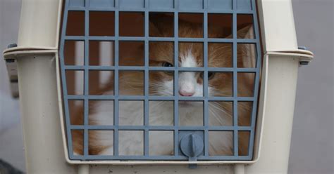 Ahs More Than 100 Cats Rescued From Hoarding Conditions Cbs Minnesota