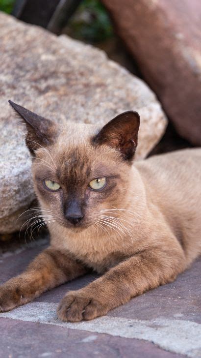 Tonkinese Cat An Essential Guide For Owners Expert Advice Training Tips And Breed Information