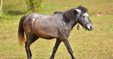 Hinny vs Mule: Are They Different? - A-Z Animals