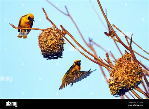 Black Headed Weavers Hi Res Stock Photography And Images Alamy