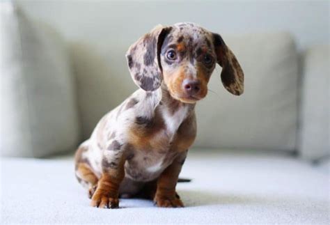 Cute Dapple Dachshund Puppies