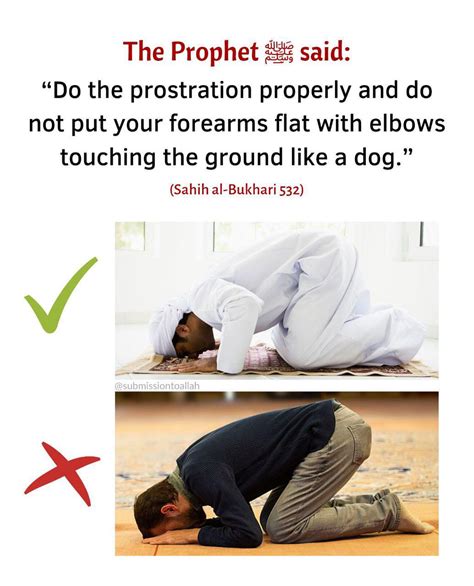 The Prophet Said Do The Prostration Properly And Do Not Put Your