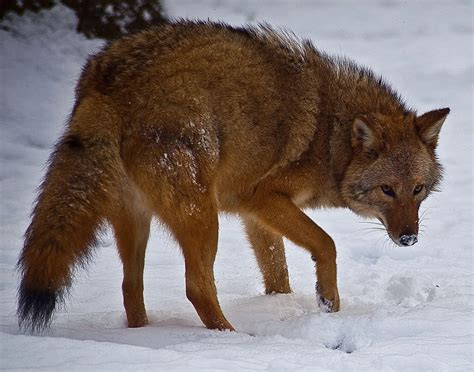 Wolf Coyote Dog Hybrid