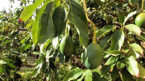 Cómo plantar un árbol de aguacate de forma fácil paso a paso