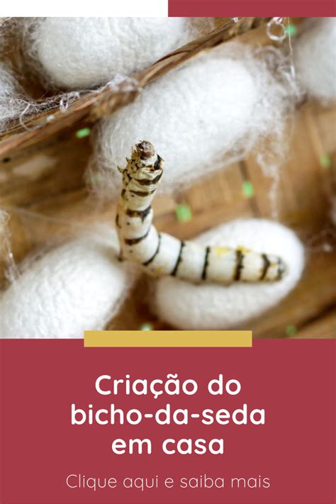 O Bicho Da Seda Pode Ser Criado Em Casa Para Aproveitar Sua Maravilhosa