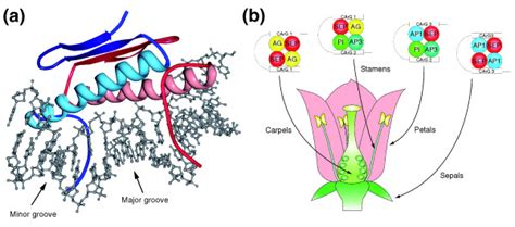 Structures Of Mads Domain Proteins And Their Functions In Determining