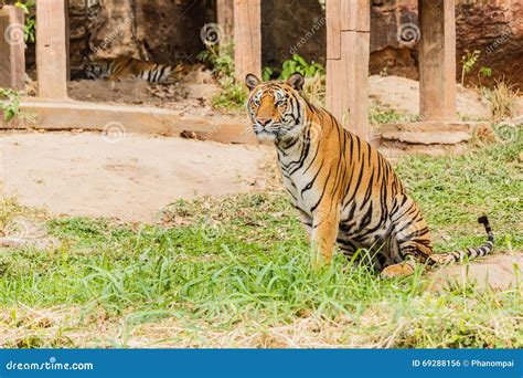 Un Tigre Indio En El Salvaje Real Tigre De Bengala Foto De Archivo