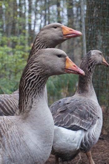 Toulouse X Buff Geese Hatching Eggs Backyard Chickens Learn How To