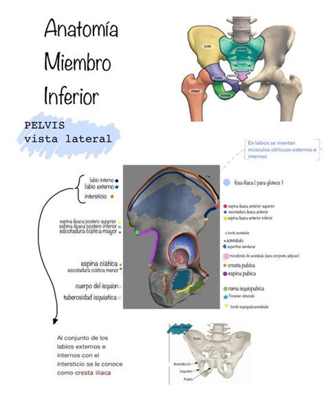 Miembro Inferior UDocz