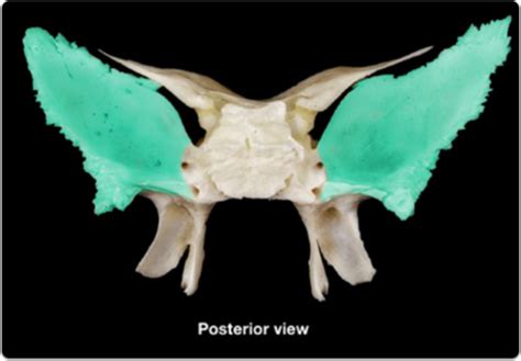 Sphenoid And Ethmoid Flashcards Quizlet