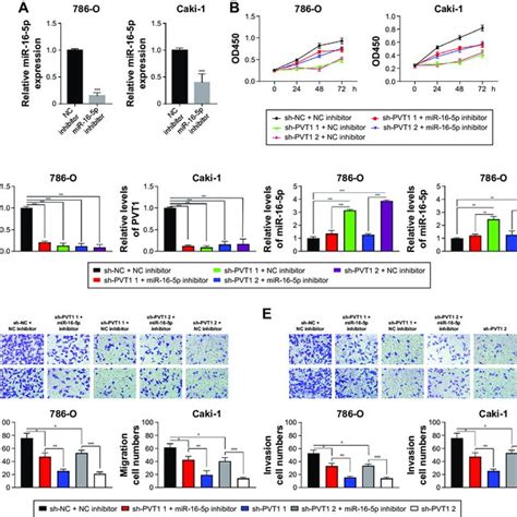 Mir 16 5p Reverses The Effects Of Silencing Of PVT1 In Rcc Cells