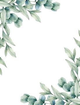 Eucalyptus Border PNG Transparent Images Free Download | Vector - Clip ...