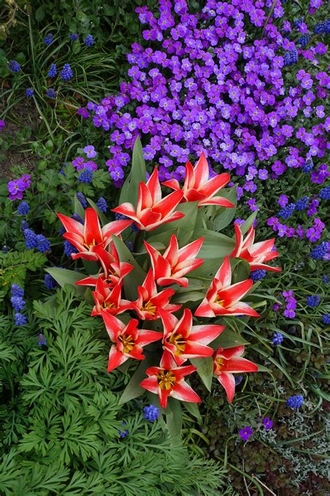 Kostenlose foto : blühen, Blume, lila, Blumen-, Kraut, Makro, Botanik
