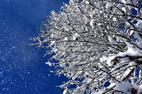 Neve Sulle Filiali Di Albero Immagine Stock Immagine Di Particolare