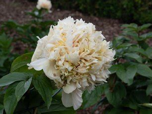 Pfingstrose Quitzin - Don Peony