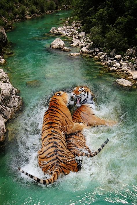 Tiger Sex Isangry Imgur