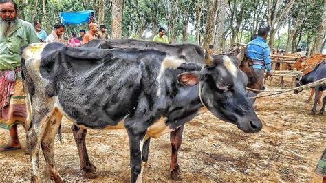 ২৯ নভেম্বর ২০২৩ সস্তায় কমদামে হাড্ডিসার কিনুন শুনকো হাড্ডিসার