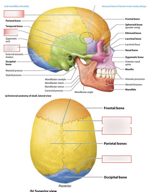 Cranial Sutures Diagram Quizlet