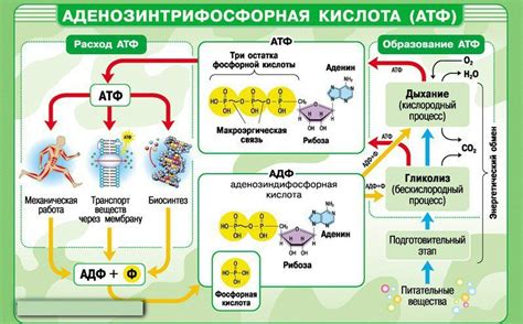 АТФ