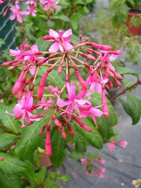 Fuchsia Arborescens Tree Fuchsia 20 Seeds - Etsy