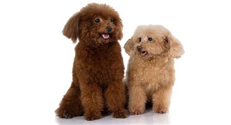 Miniature Poodle Colors - Red, Blue, Black Miniature Poodles And More!