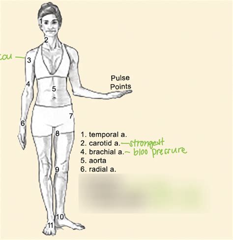 Pulse Points Of Leg Diagram Quizlet