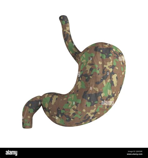 Anatomie De L Estomac Humain Organe Interne En Couleurs Camouflage Sur