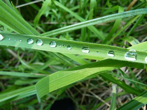 Free Images Nature Drop Dew Lawn Leaf Flower Green Drip